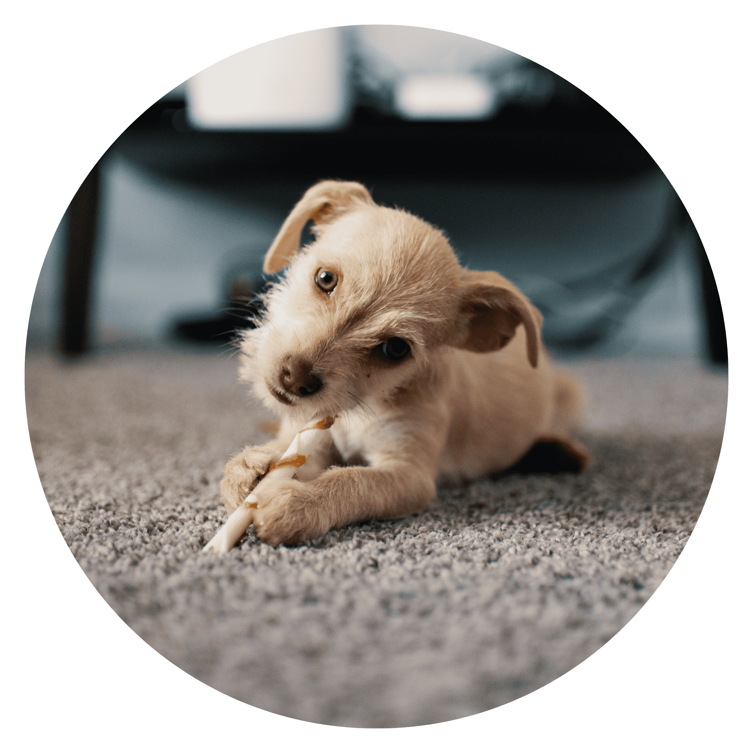 Graphic of a cute puppy on carpet