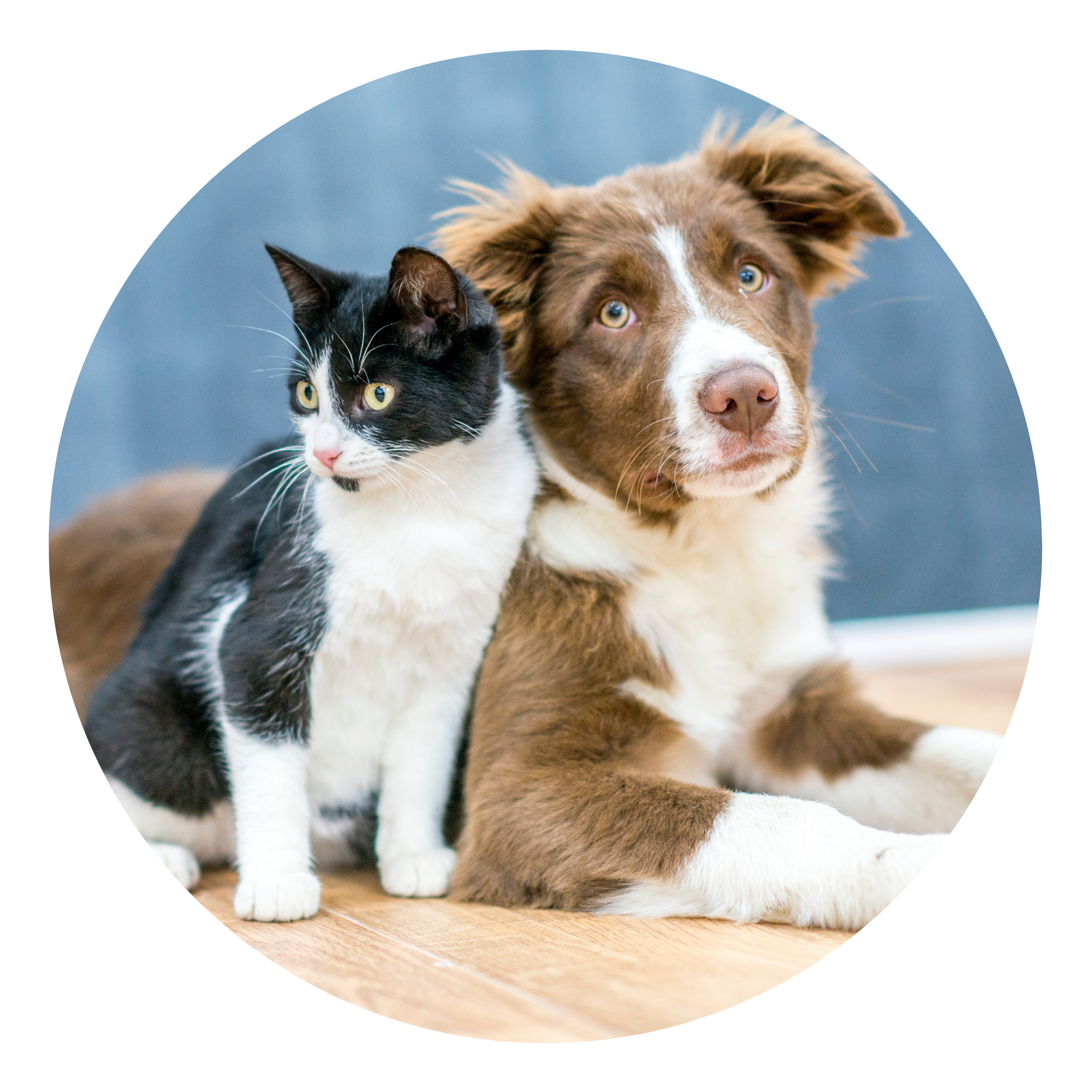 An image of black and white cat sitting with a brown kelpie dog