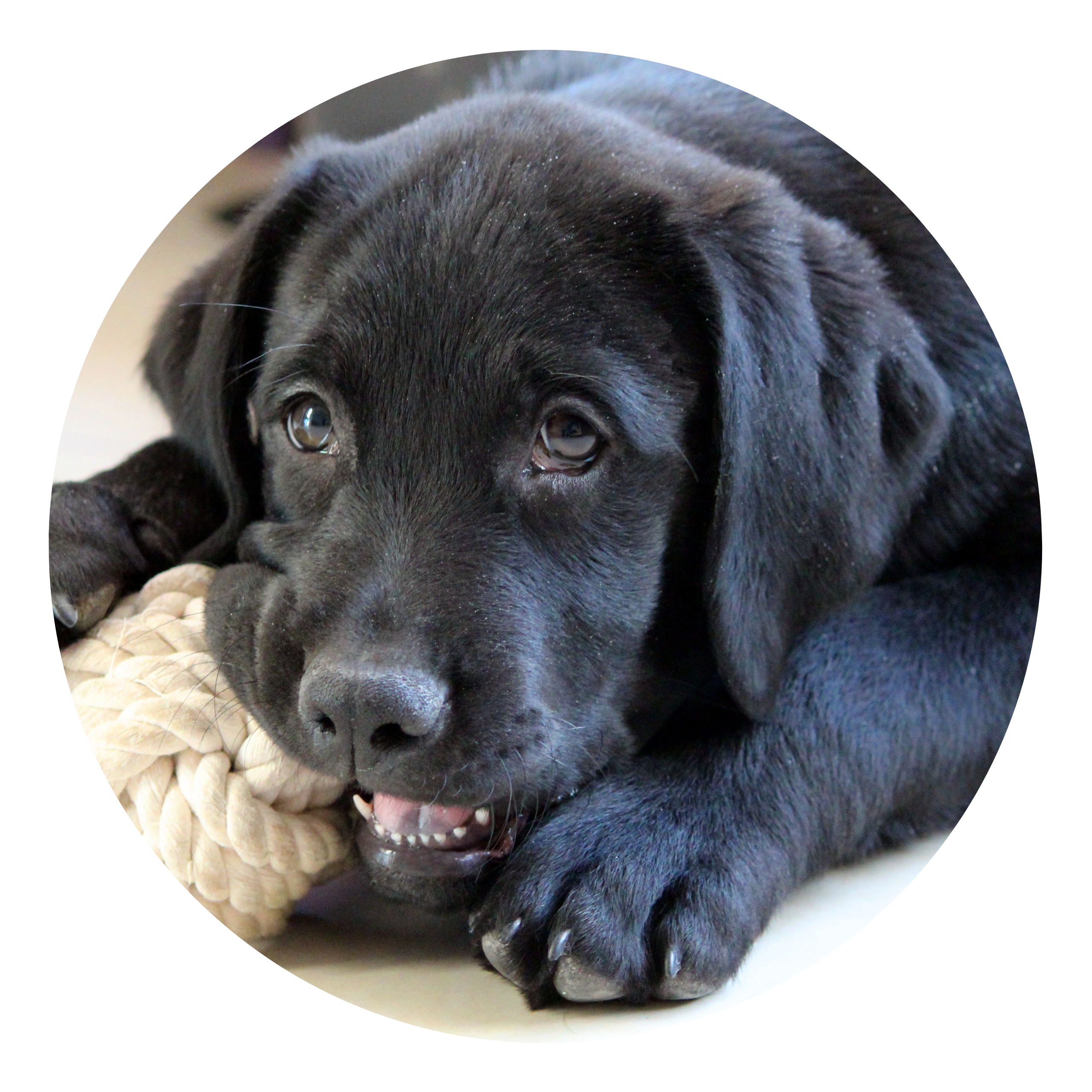 Image of a Cute black Labrador puppy 