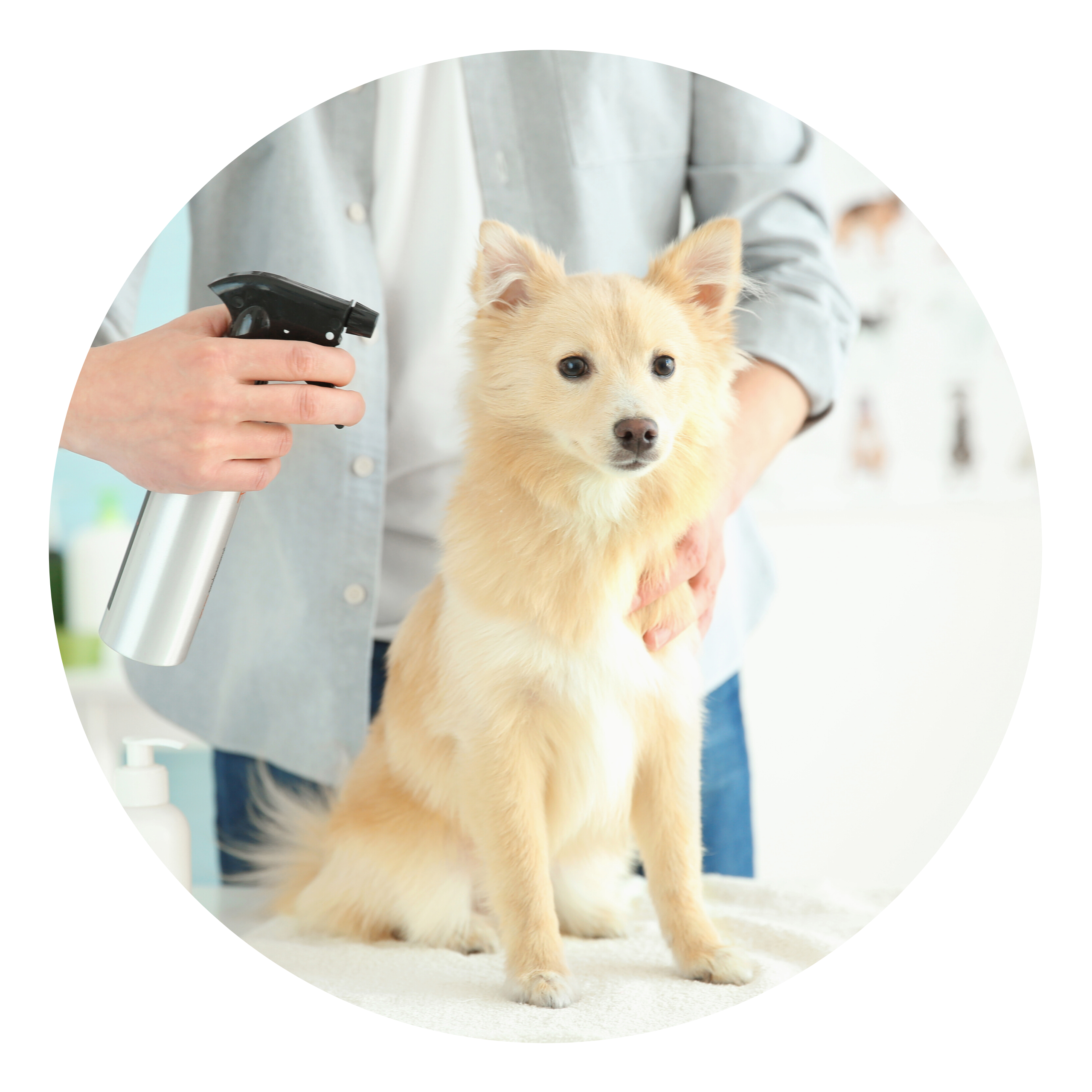 Image of a cute puppy being sprayed with calming spray